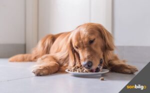 Veterinerlerin Önerdiği En İyi 5 Hipoalerjenik Köpek Maması